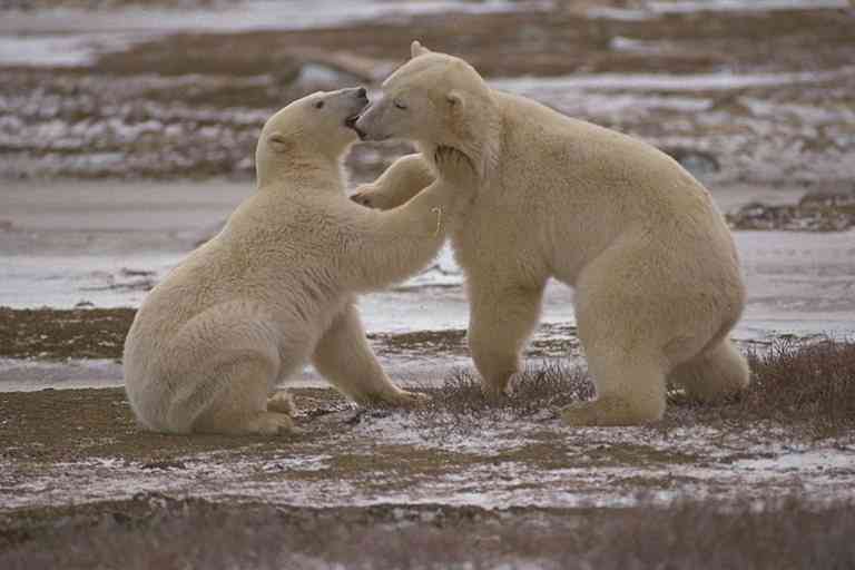 IJsberen-01-Polar Bears-by Trudie Waltman.jpg