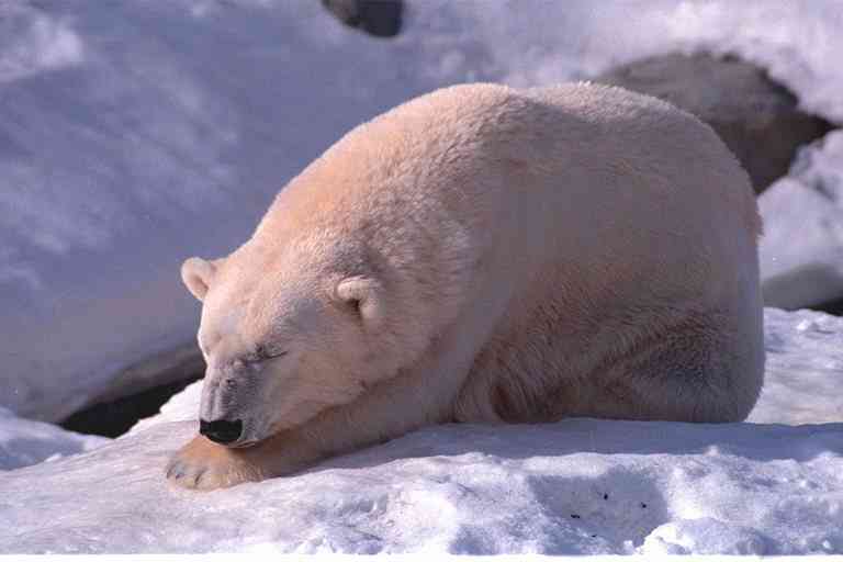 IceBear-Polar Bear-by Trudie Waltman.jpg