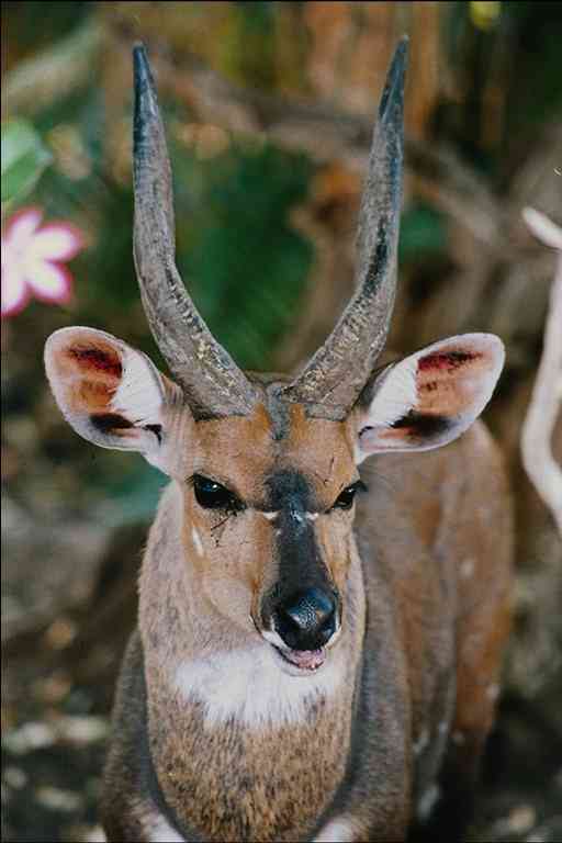 Impala-01-Antelope-by Trudie Waltman.jpg