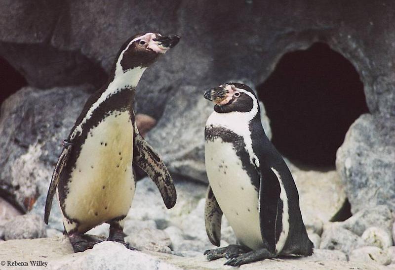 Jackass Penguins-at Brookfield Zoo-by Rebecca Willey.jpg