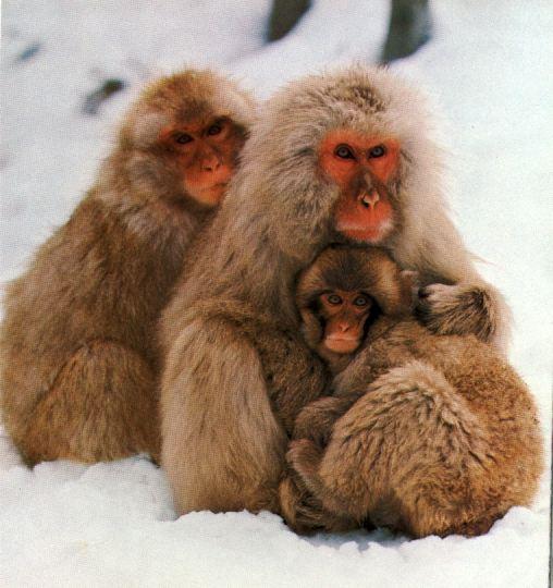 JapaneseMacaques-Snow Monkeys-by Linda Bucklin.jpg