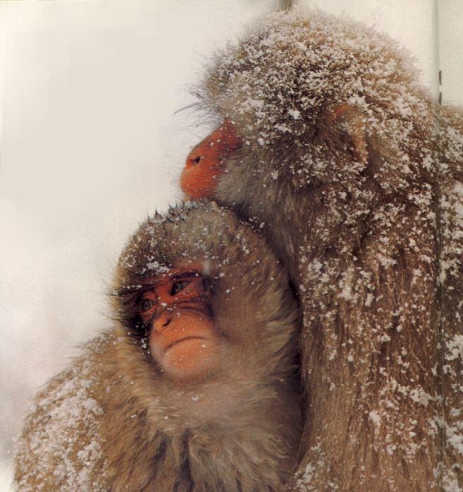 JapaneseMacaques-Snow Monkeys 2-by Linda Bucklin.jpg