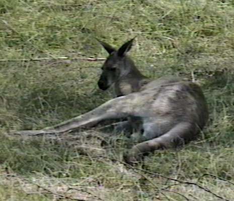 Kangaroo-MetroTorontoZoo-by Herman Miller.jpg