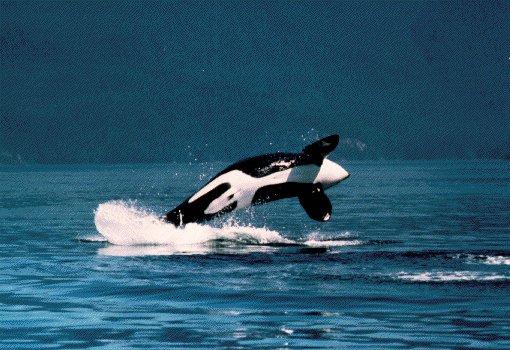 KillerWhale 101-Orca-Jumping-AbdominalView-by Ralf Schmode.jpg