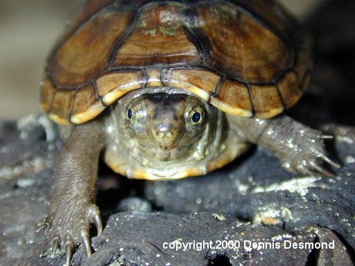 Kinosternon subrubrum04-Mud Turtle-by Dennis Desmond.jpg