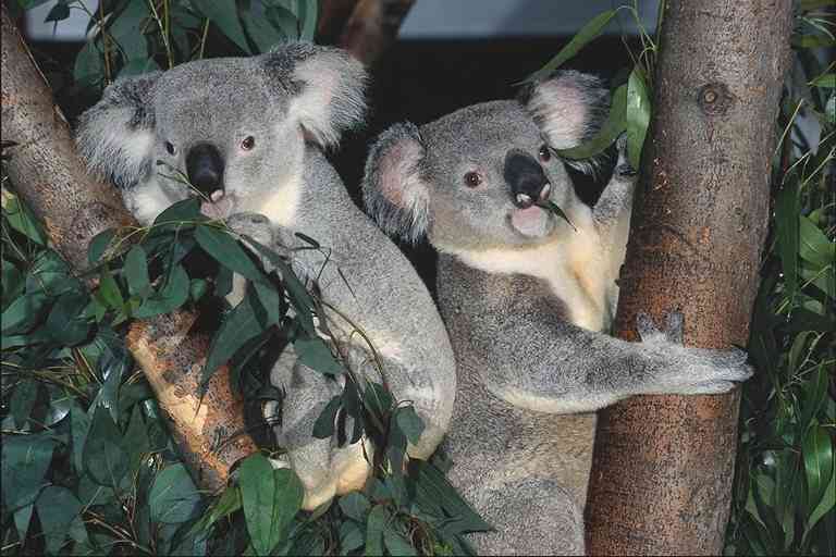 Koala-Babies-by Trudie Waltman.jpg