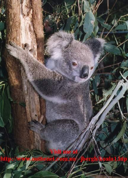 Koala-sweetp2x-by Julius Bergh.jpg