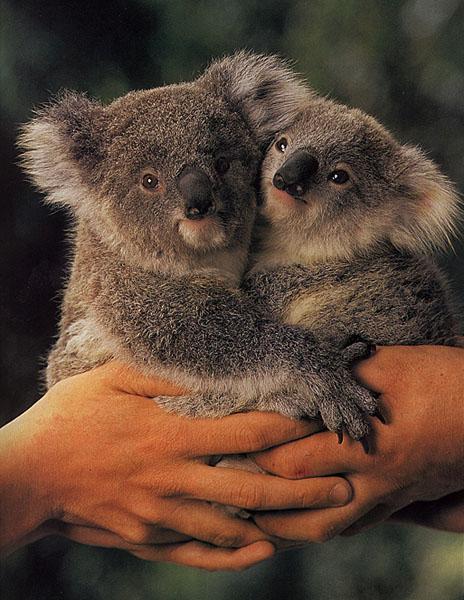 Koala14-by Julius Bergh.jpg