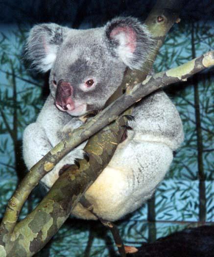 Koala2-by Denise McQuillen.jpg
