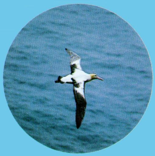 KoreanBird-Short-tailed Albatross J02-in flight.jpg