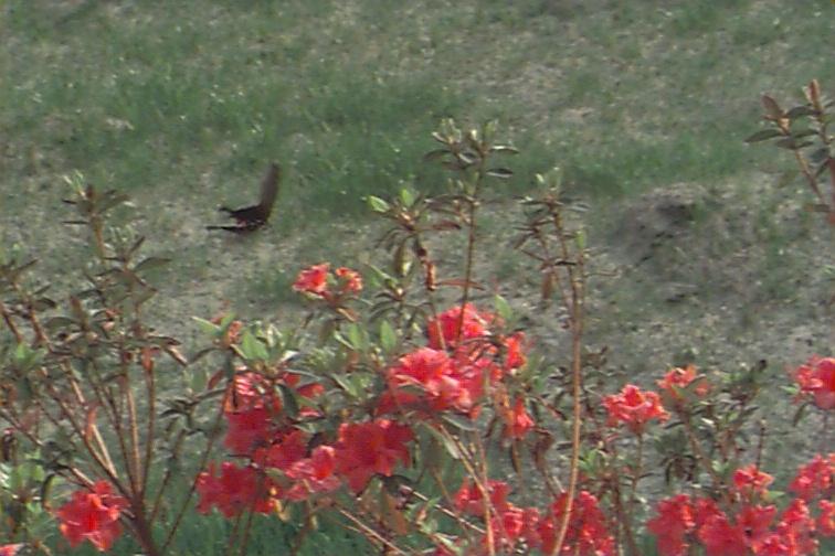 KoreanInsect-AlpineBlackSwallowtailButterfly.jpg