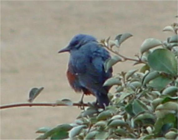 Korean Bird-Blue Rockthrush JS0002-by Jinsuk Kim.jpg