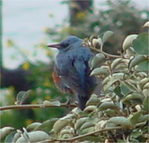 Korean Bird-Blue Rockthrush JS0005-by Jinsuk Kim.jpg