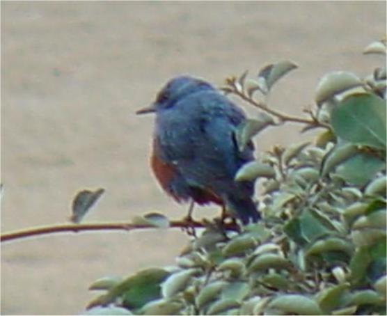 Korean Bird-Blue Rockthrush JS0006-by Jinsuk Kim.jpg