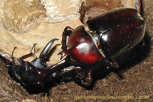 Korean Flat Stag Beetle vs Rhinoceros Beetle 1-by Young Il Song.jpg