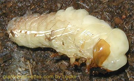 Korean Giant Stag Beetle-female pupa shedding off 02-by Young Il Song.jpg