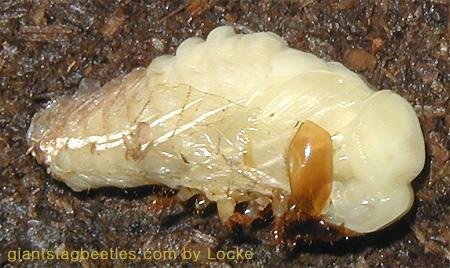 Korean Giant Stag Beetle-female pupa shedding off 03-by Young Il Song.jpg