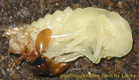 Korean Giant Stag Beetle-female pupa shedding off 06-by Young Il Song.jpg