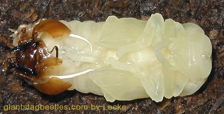 Korean Giant Stag Beetle-female pupa shedding off 07-by Young Il Song.jpg