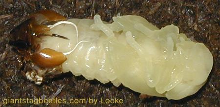 Korean Giant Stag Beetle-female pupa shedding off 08-by Young Il Song.jpg