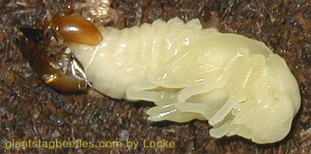 Korean Giant Stag Beetle-female pupa shedding off 09-by Young Il Song.jpg