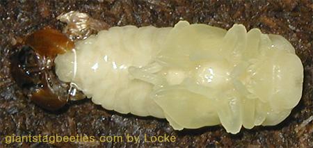 Korean Giant Stag Beetle-female pupa shedding off 10-by Young Il Song.jpg