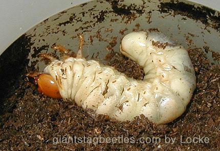 Korean Giant Stag Beetle 3grade larva-by Young Il Song.jpg