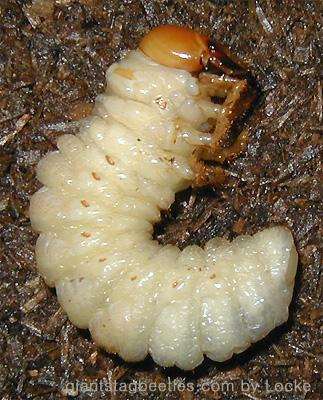 Korean Giant Stag Beetle larva a4cm-by Young Il Song.jpg