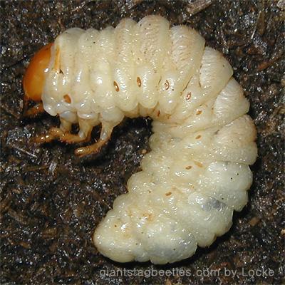 Korean Giant Stag Beetle larva a5.5cm-by Young Il Song.jpg