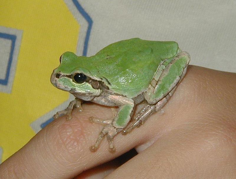 Korean Green Frog-Far Easter Tree Frog-by Young Il Song.jpg