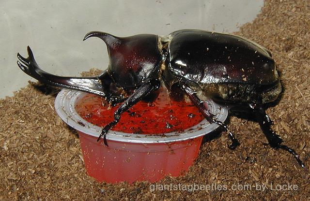 Korean Rhinoceros Beetle 75mm eating jelly-by Young Il Song.jpg
