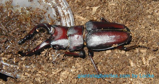 Korean Saw Stag Beetle 53mm eating jelly-by Young Il Song.jpg
