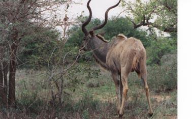 Kudu Antelope-1-by Mark Burrows.jpg