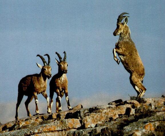 Let s play-Ibexes jumping on rock-by Ricky Thomas.jpg
