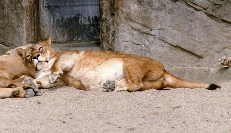 Lioness003-resting-from Hagenbeck Zoo-by Ralf Schmode.jpg