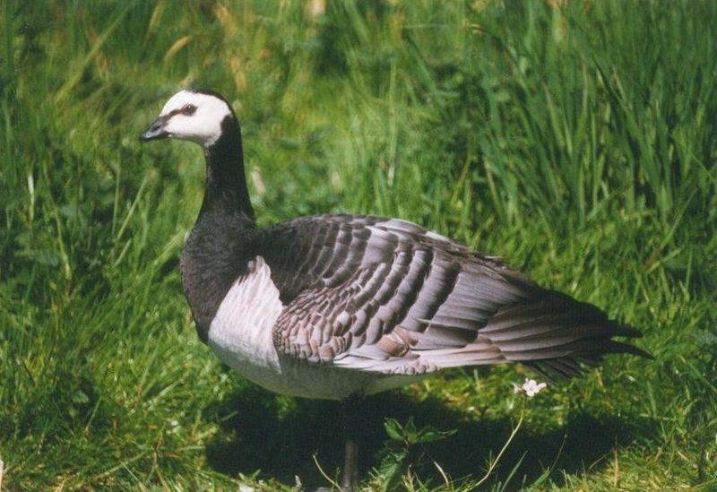 MKramer-Barnacle goose-from Holland-closeup on grass.jpg