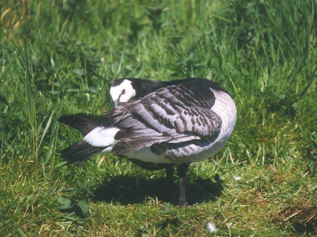 MKramer-Barnacle goose2-from Holland-feathering on grass.jpg