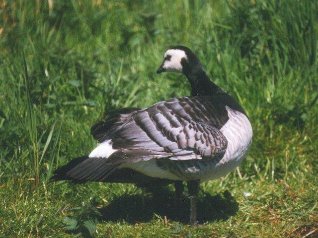 MKramer-Barnacle goose3-from Holland-feathering on grass.jpg