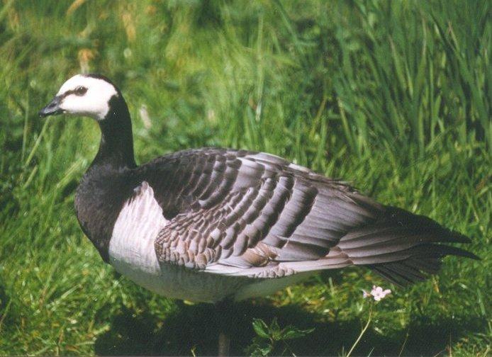 MKramer-Barnacle goose4-from Holland-closeup on grass.jpg