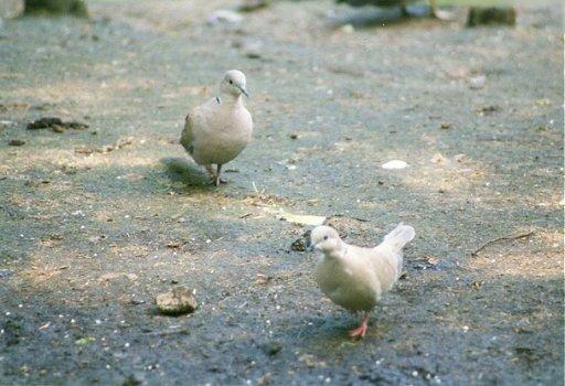 MKramer-Collared turtle doves-from Holland-pair on ground.jpg