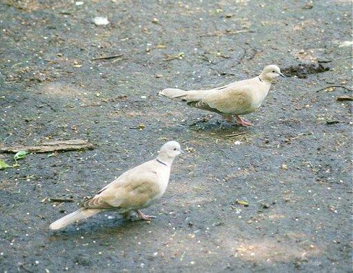 MKramer-Collared turtle doves2-from Holland-pair on ground.jpg