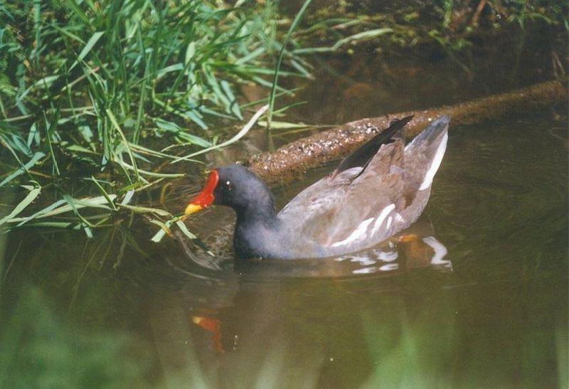MKramer-Common moorhen-from Holland-floating on water.jpg