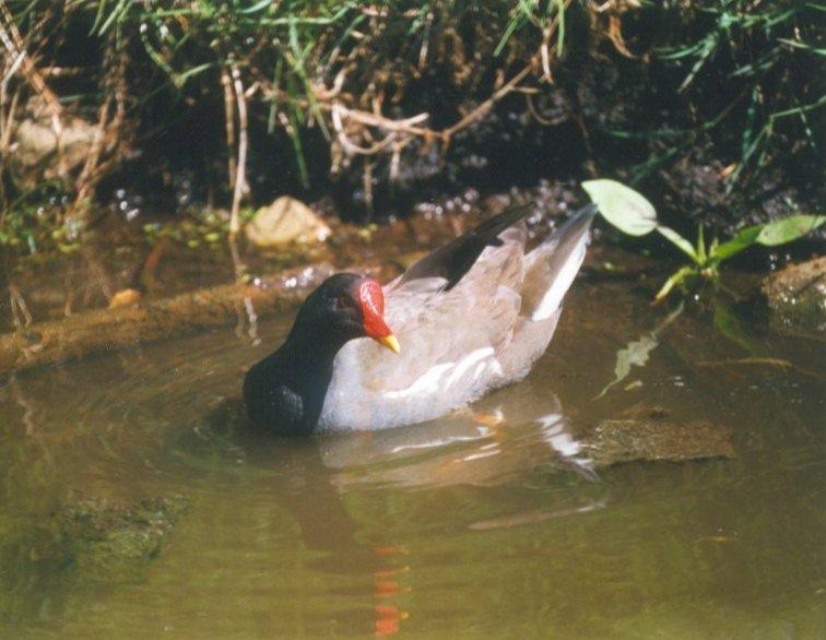 MKramer-Common moorhen2-from Holland-floating on water.jpg