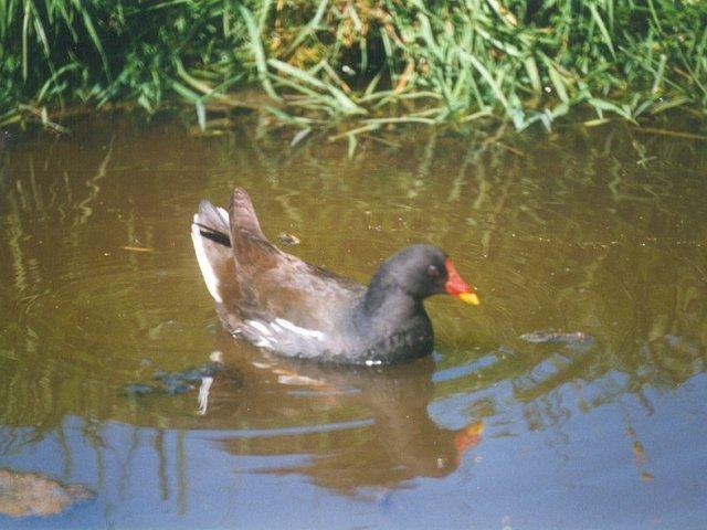 MKramer-Common moorhen4-from Holland-floating on water.jpg