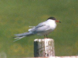 MKramer-Common tern-from Holland-sitting on a post.jpg