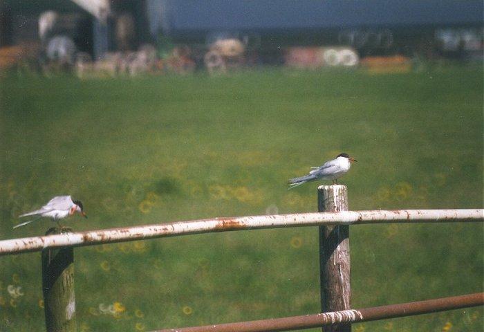 MKramer-Common terns-from Holland-pair on fence posts.jpg