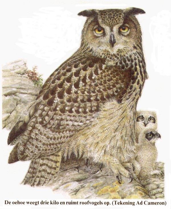 MKramer-Eurasian Eagle Owls-mom and babies-painting.jpg