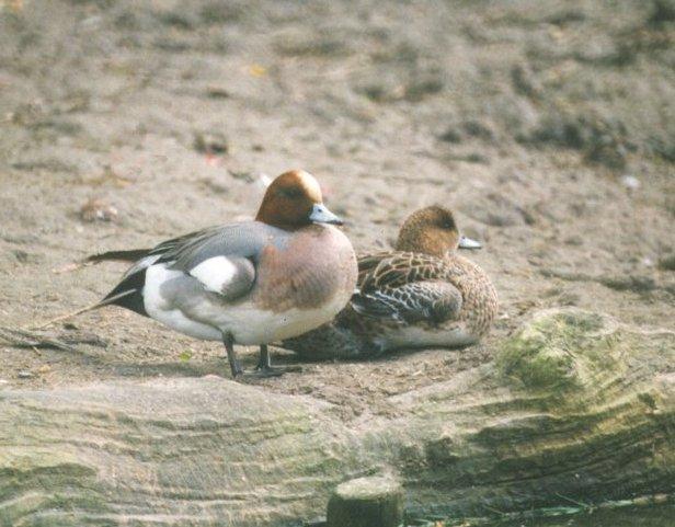 MKramer-European wigeons-from Holland-pair on sand bed.jpg