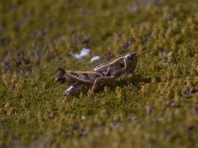 MKramer-Grasshopper-from New Zealand.jpg