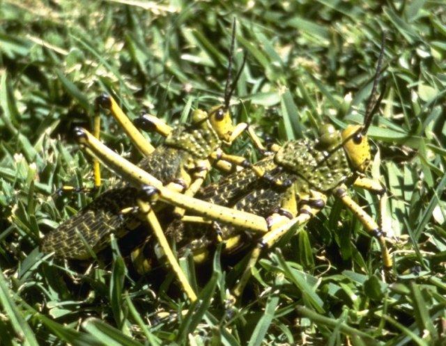 MKramer-Grasshoppers-from South Africa.jpg